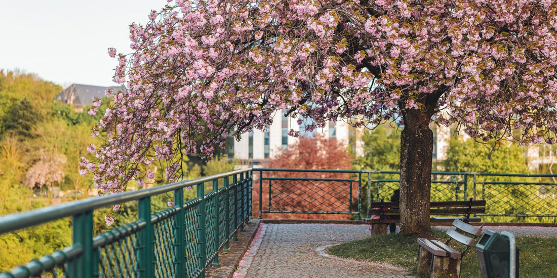 Awakening the 5 Senses: Enjoying the Aromas, Sounds, and Tastes of Spring