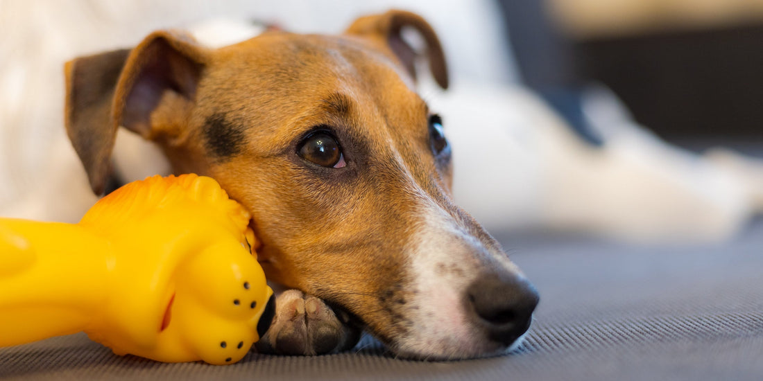 Fur-get the Stress: Why Smart Scales are a Must-Have for Healthy Pets This Summer